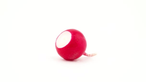 One whole red radish. Rotating on the turntable. Isolated on the white background. Close-up. Macro. — Stock Video