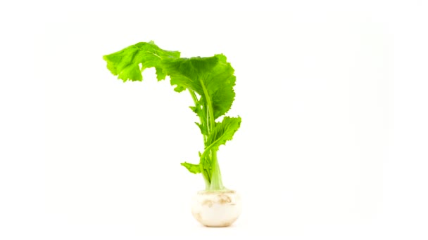 Una radice di ravanello bianco intero con foglie. Rotazione sul giradischi. Isolato sullo sfondo bianco. Primo piano. Macro . — Video Stock