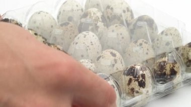 Erkek eller şeffaf açılış karton bıldırcın yumurtası tam yumurta. Bir Bıldırcın yumurta kutusundan çıkar. Beyaz arka plan üzerinde izole. Yakın çekim.