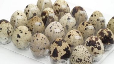 Şeffaf yumurta kartonu bıldırcın yumurtası tam pikap üzerinde döner. Beyaz arka plan üzerinde izole. Yakın çekim. Makro.