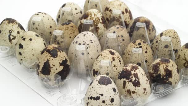 Male hands puts one quail egg in an open transparent egg carton full of quail eggs. Isolated on white background. Close-up. — Stock Video