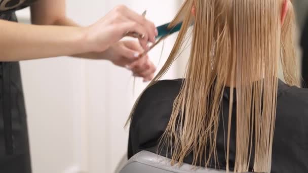 Die Rückenansicht der Blondine, die im Stuhl beim Friseur sitzt. Ihr Haar ist nass und gleichmäßig gekämmt. Der Friseur steht links und beginnt, die Haarenden zu schneiden. dann nimmt sie eine Strähne, kämmt sie, hält und schneidet wieder. — Stockvideo