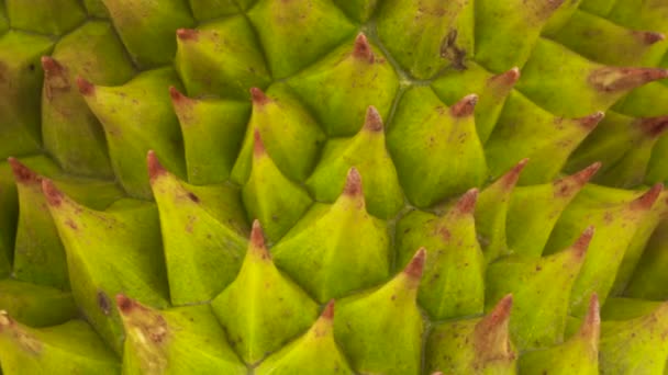 Macro Shooting Durian Fruit Skin Thorns Slowly Rotating Turntable Isolated — Stock Video