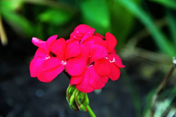 Mooi Bloeiende Tuin Geranium Roze Geïsoleerd Onscherpe Achtergrond — Stockfoto