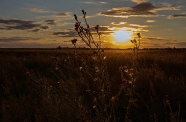 Bitki ot Thistle dikenli batan güneşin ışınları tarafından aydınlatılmış.