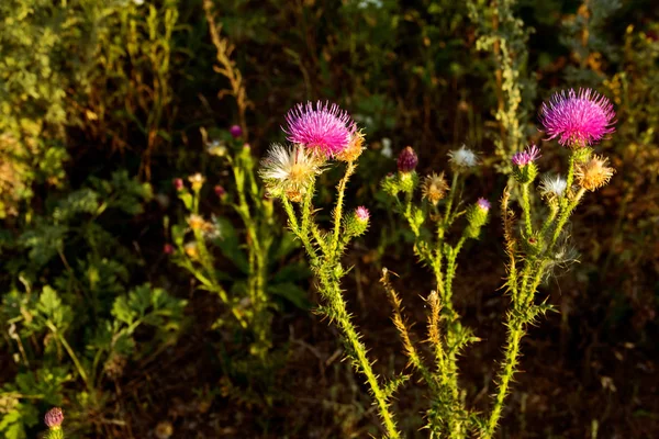 Les Mauvaises Herbes Chardon Piquant Dans Champ Abandonné Par Une — Photo