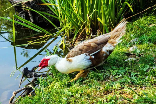Misk ördeği Drake gölün kıyısında yürür.