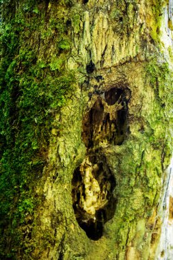 Böcek kabukları böcek ve onun larva etkilenen ağaç gövdesi.