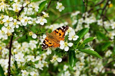 Güzel ve renkli kelebek.