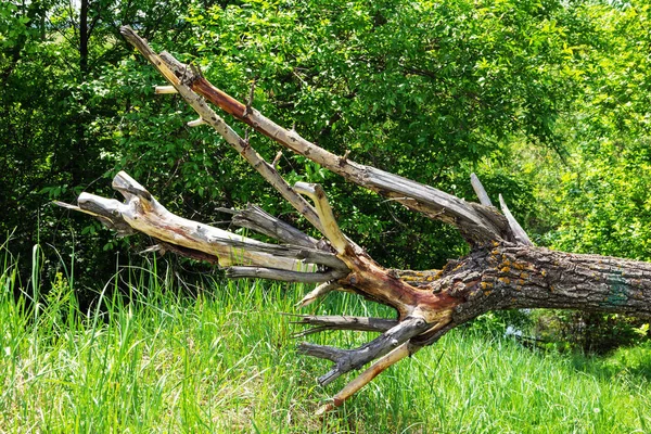 Fallen old and dry tree. — Stock Photo, Image