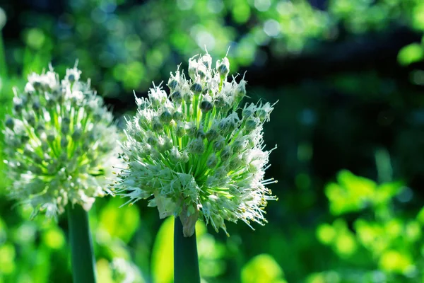 Batun de cebolla silvestre con floración . — Foto de Stock
