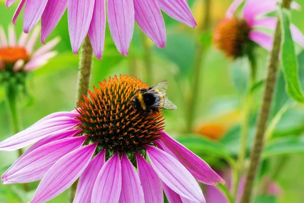 Pszczoła Zapyla Kwiat Echinacea Purpurea — Zdjęcie stockowe