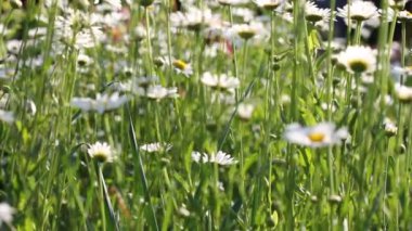 Akşam bahçesinde çiçek açan güzel papatyalar.