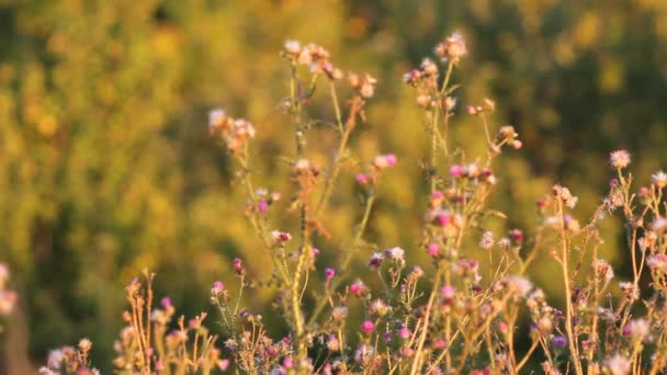 夏日阳光明媚的傍晚 在荒废的田野上 种满了杂草 — 图库视频影像