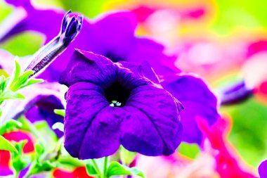 Bahçe petunyası çiçeği mor yakın plan parlak arka plan.