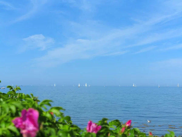 Mar Báltico Con Flor Rosa Primer Plano Velero Fondo — Foto de Stock