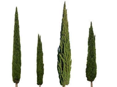 Cupressus sempervirens mediterranean cypress trees isolated on white background clipart