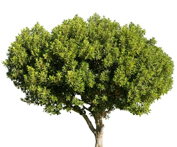 Ceratonia Siliqua Rohovník Svatojánský Strom Izolovaných Bílém Pozadí — Stock fotografie