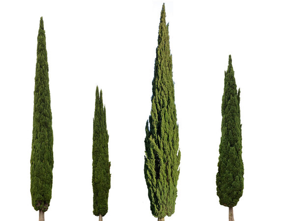 Cupressus sempervirens средиземноморские кипарисы изолированы на белом фоне
