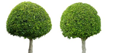 Şimşir yaprak üzerinde kutusu büyük yapraklı ağaç izole Rotundifolia arka plan beyaz