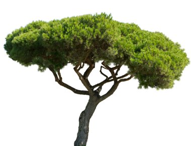 Pinus pinea Akdeniz taş üzerinde izole beyaz zemin çam