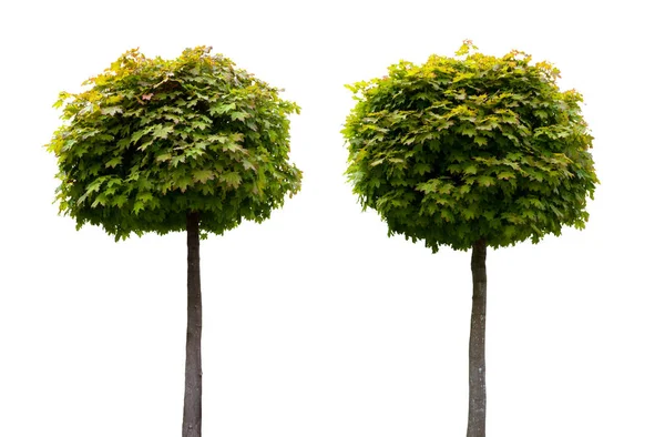 Beyaz Arka Plan Üzerinde Izole Iki Dekoratif Taze Acer Ağaçları — Stok fotoğraf