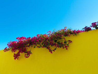 Sarı bir duvarın üzerinde çiçek açan mor bougainvillea ve arka planda cler mavi gökyüzü ile Akdeniz renk karşıtlığı