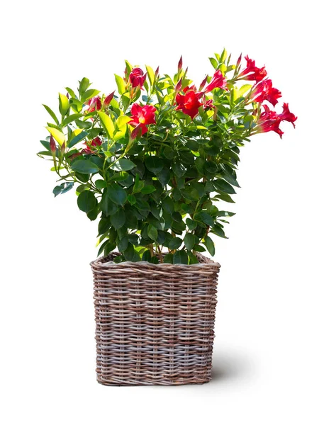 白い背景に孤立したバスケットに鉢植えのマンデヴィラサンデリを咲かせ — ストック写真