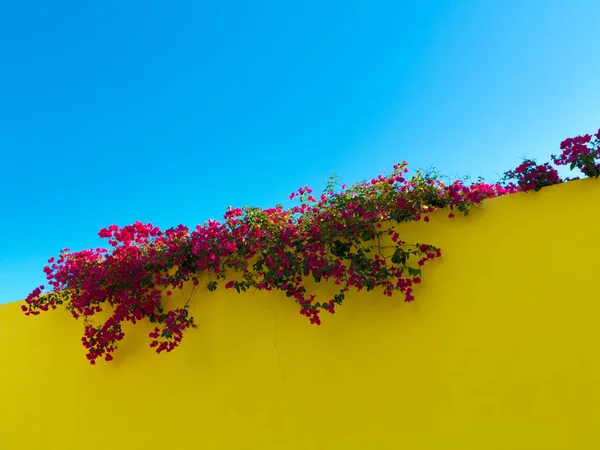 Mediterranean Color Contrast Blooming Purple Bougainvillea Top Yellow Wall Cler — Stock Photo, Image