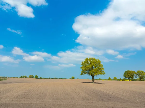 Ländliche Landschaft Mit Einem Einzigen Baum Auf Einem Gepflügten Leeren — Stockfoto