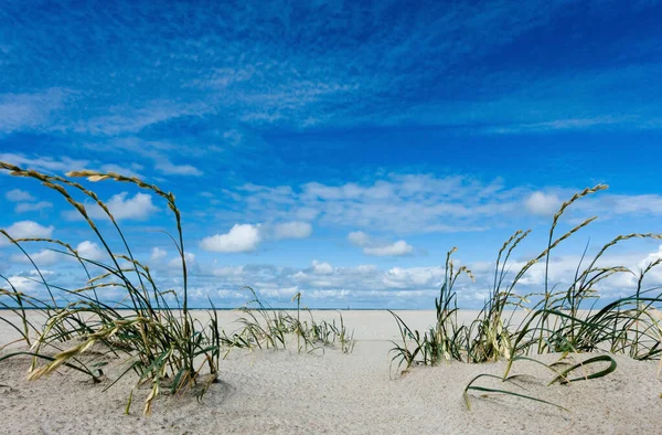 Мраморная Трава Песке Бесконечном Северном Берегу Моря Заднем Плане — стоковое фото