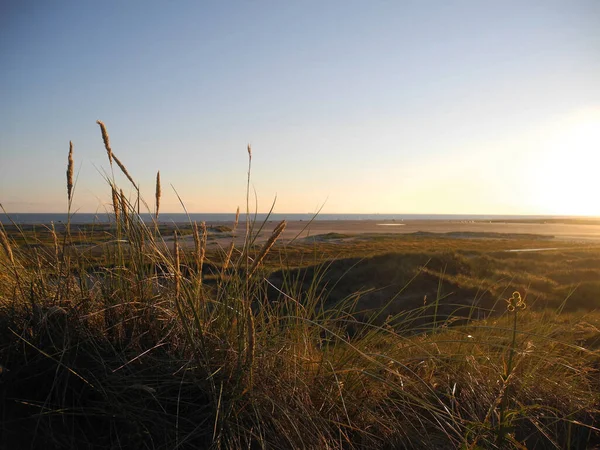 Paysage Tranquille Montrant Coucher Soleil Dans Les Dunes Avec Herbe — Photo