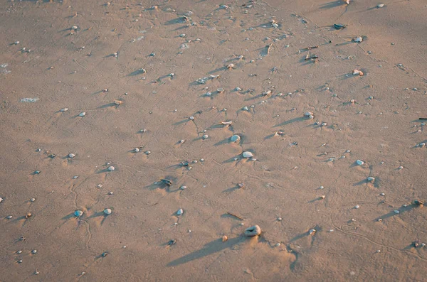 Várias Pequenas Conchas Areia Praia Brasileira — Fotografia de Stock