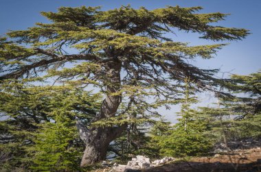 Al sarp sedir doğa rezerv Barouk mount Lebanon'deki / Ortadoğu'daki ağaçlarının