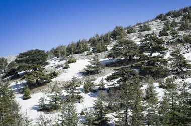 Karlı dağ Mount Lebanon, Lübnan, ülkenin sembolü sedir.