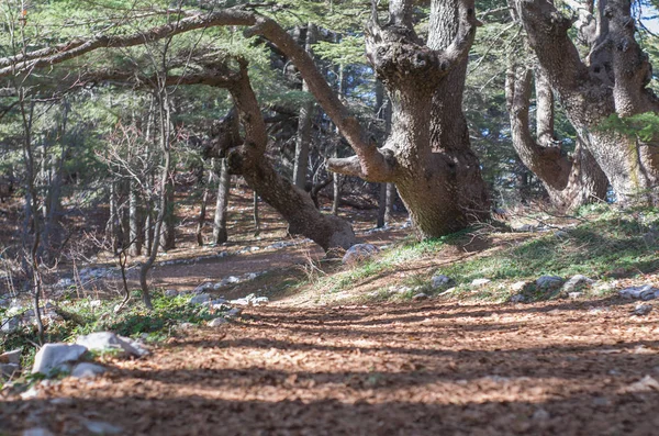 Bomen Van Shouf Cedar Natuur Reserve Barouk Libanon Midden Oosten — Stockfoto