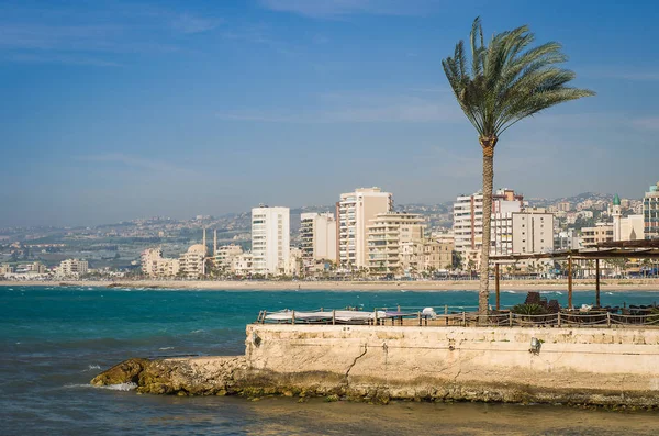 Palm Den Vackra Staden Sidon Libanon — Stockfoto