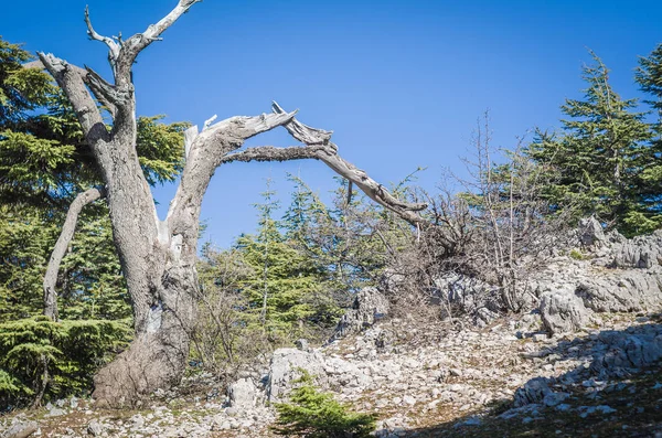 Trees Shouf Cedar Nature Reserve Barouk Mount Lebanon Middle East — Stock Photo, Image