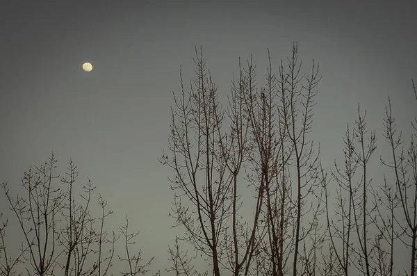 黄昏时分的月亮在黎巴嫩的天空中 — 图库照片