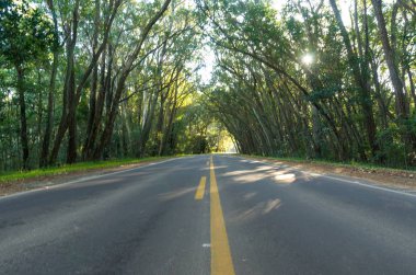 Doğal tünel eucapilto ağaçlar tarafından kurulmuş olan güzel yol, yeşil tüneli Pinhal, Rio Grande do Sul.