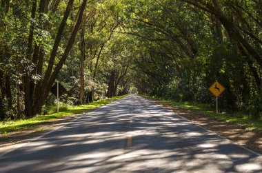 Doğal tünel eucapilto ağaçlar tarafından kurulmuş olan güzel yol, yeşil tüneli Pinhal, Rio Grande do Sul.