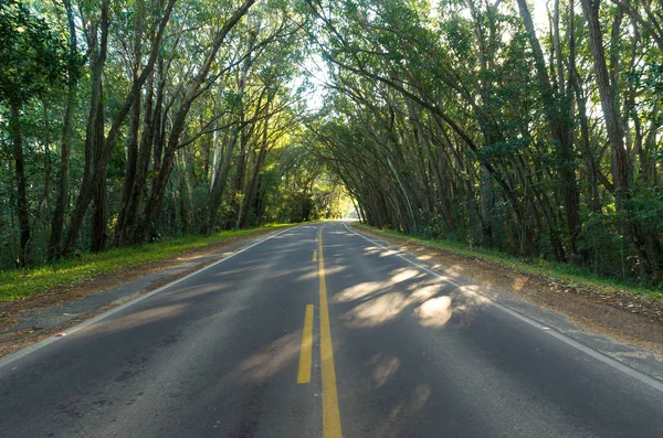 Hermosa Carretera Con Túnel Natural Formado Por Árboles Eucapilto Túnel — Foto de Stock