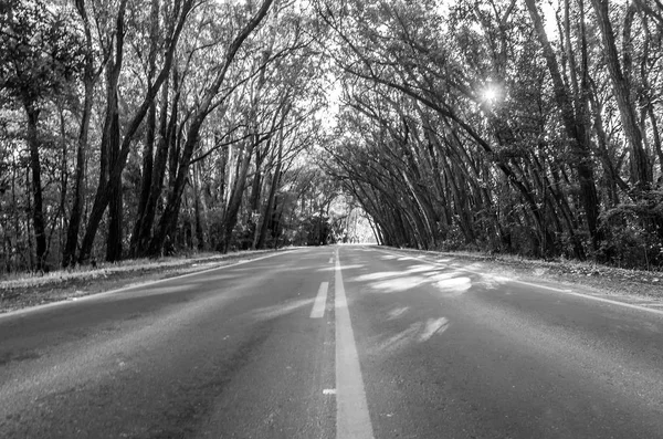 Belle Route Avec Tunnel Naturel Formé Eucapilto Tunnel Vert Pinhal — Photo