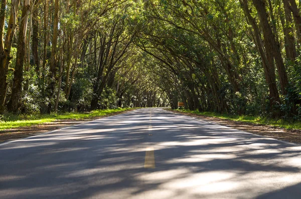 Дорога Мбаппе Естественным Тоннелем Образованным Деревьями Эукапилто Зеленый Тоннель Пиньяла — стоковое фото