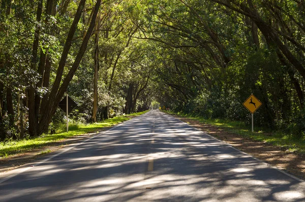 Bella Strada Con Tunnel Naturale Formato Alberi Eucapilto Tunnel Verde — Foto Stock