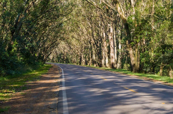Doğal Tünel Eucapilto Ağaçlar Tarafından Kurulmuş Olan Güzel Yol Yeşil — Stok fotoğraf
