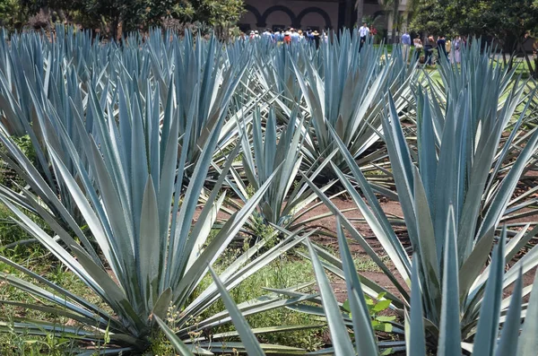 Plantation Blue Agave Tequila Mexico Stock Picture