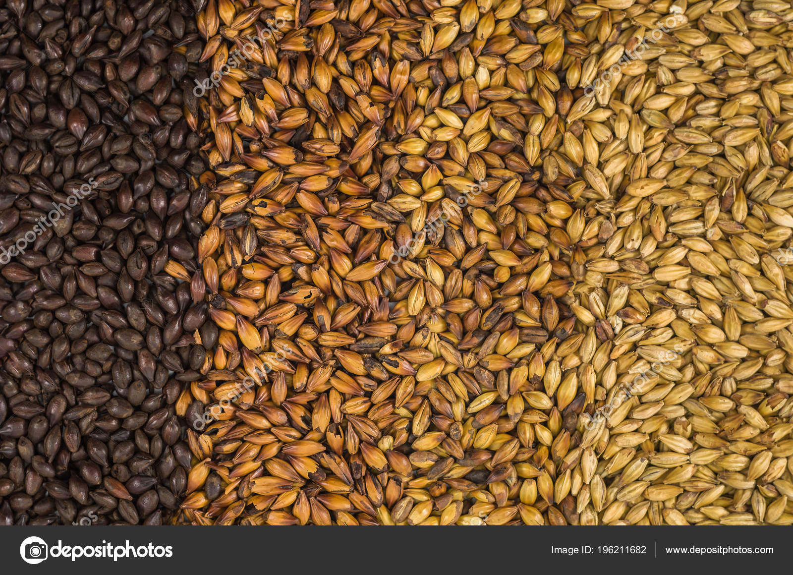 Texture Types Barley Malt Beer Pale Ale Mal Black Gradient Stock Images, Photos, Reviews