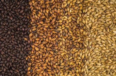 Doku arpa malt bira, soluk ale mal bir siyah için 4 tür. Gradyan Rengi.