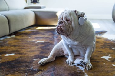 Oturma odasında kulaklıklar ile müzik dinleme sevimli Ingiliz bulldog